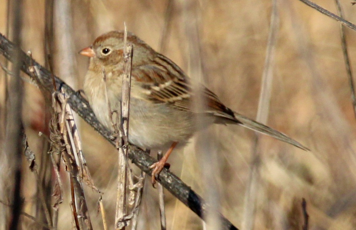 Field Sparrow - ML531225241