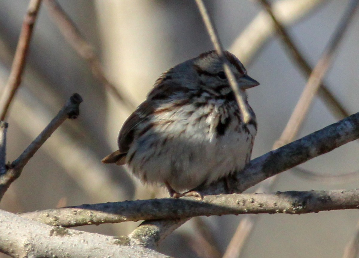 Song Sparrow - ML531225301