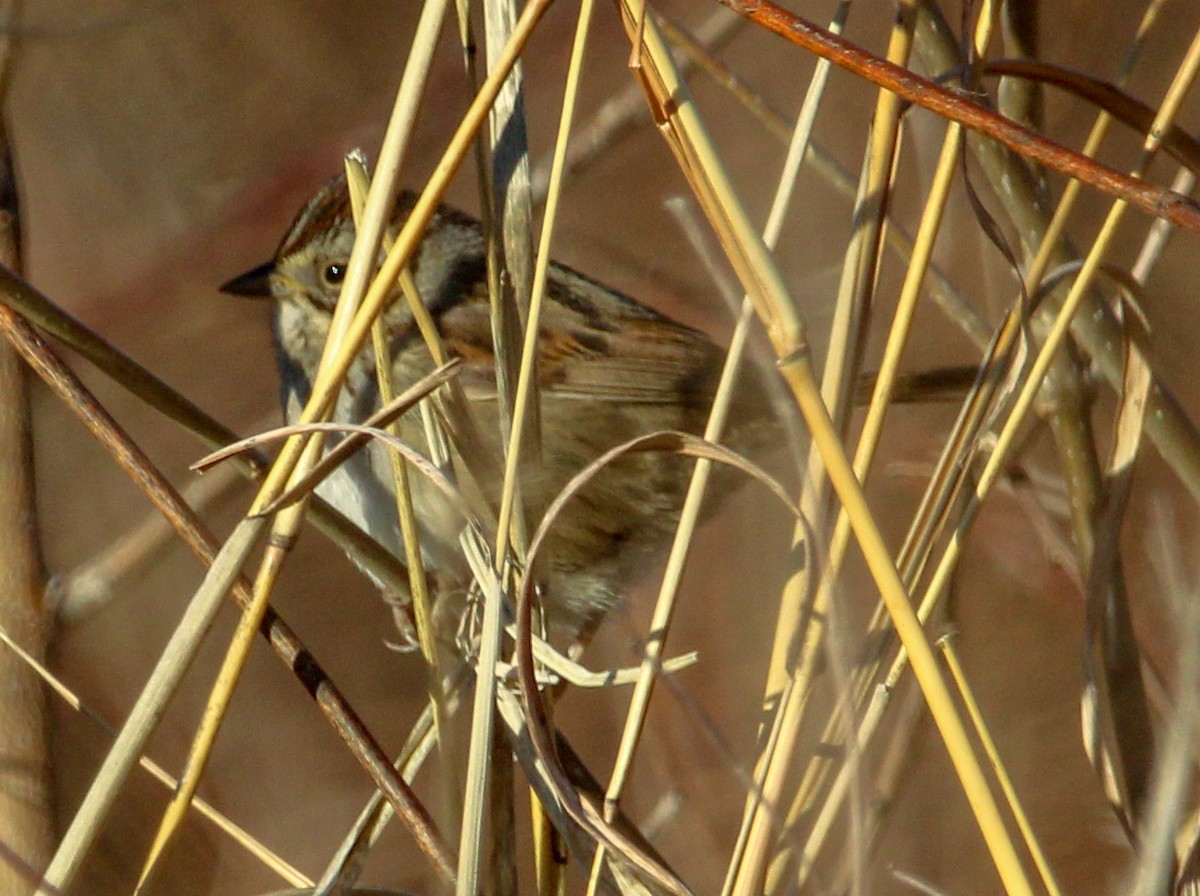 Swamp Sparrow - ML531225421