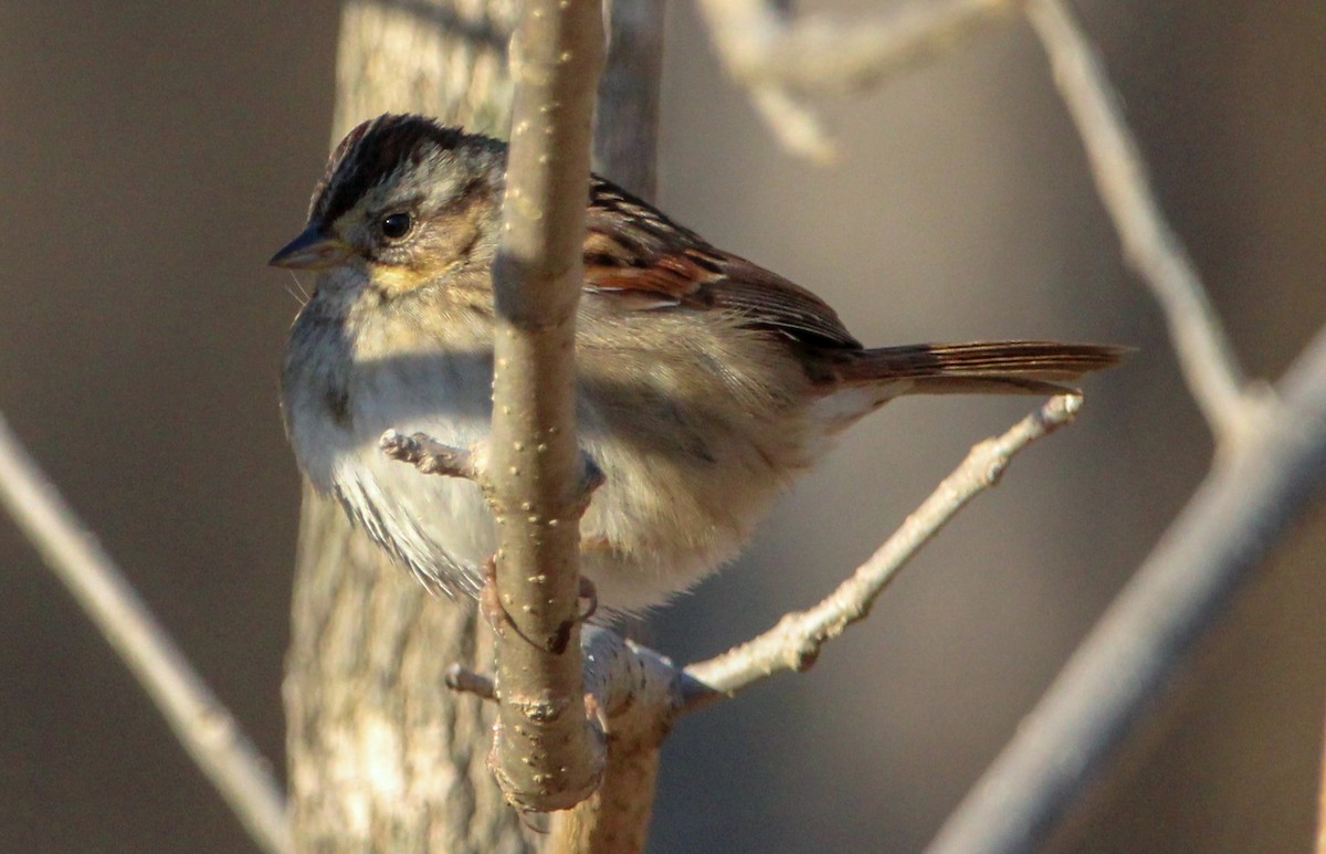 Swamp Sparrow - ML531225431