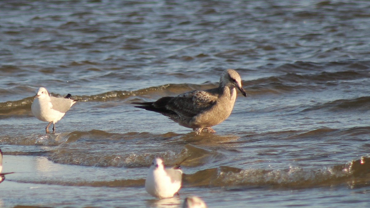 Herring Gull - ML531226211