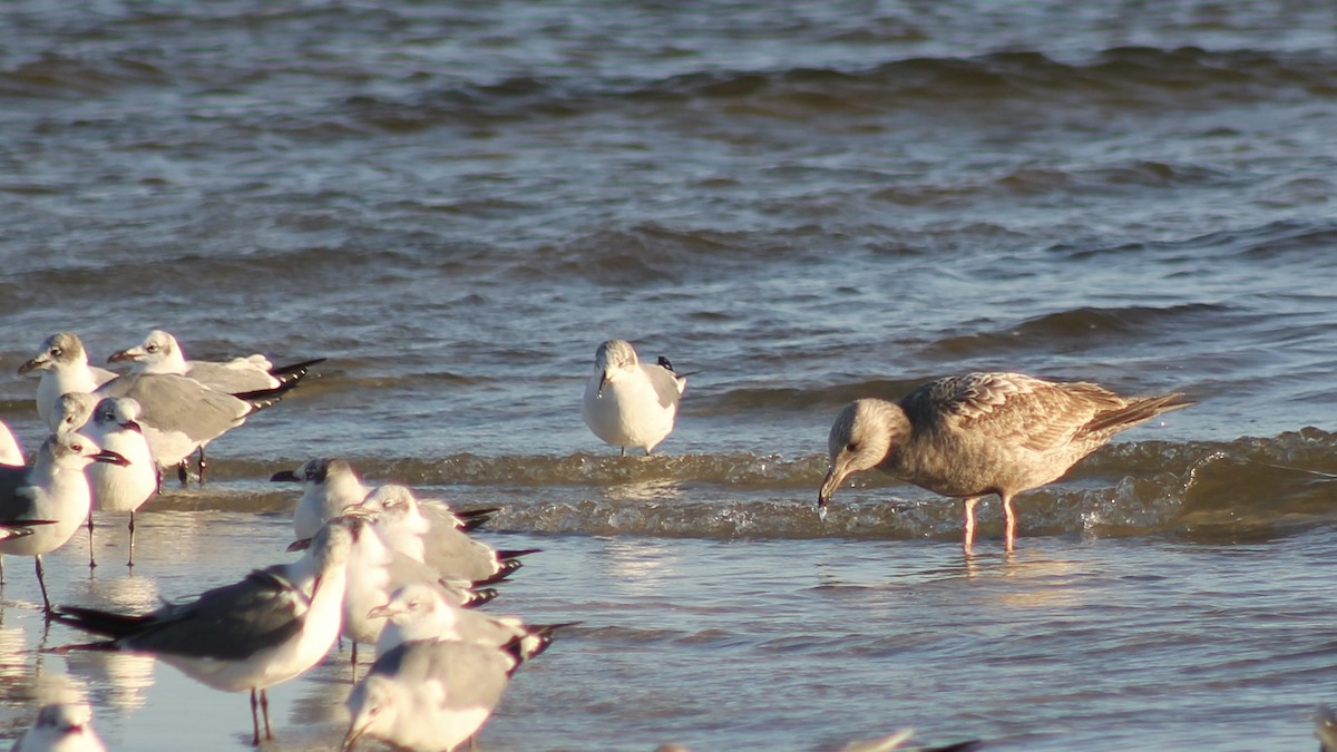 Herring Gull - ML531226231