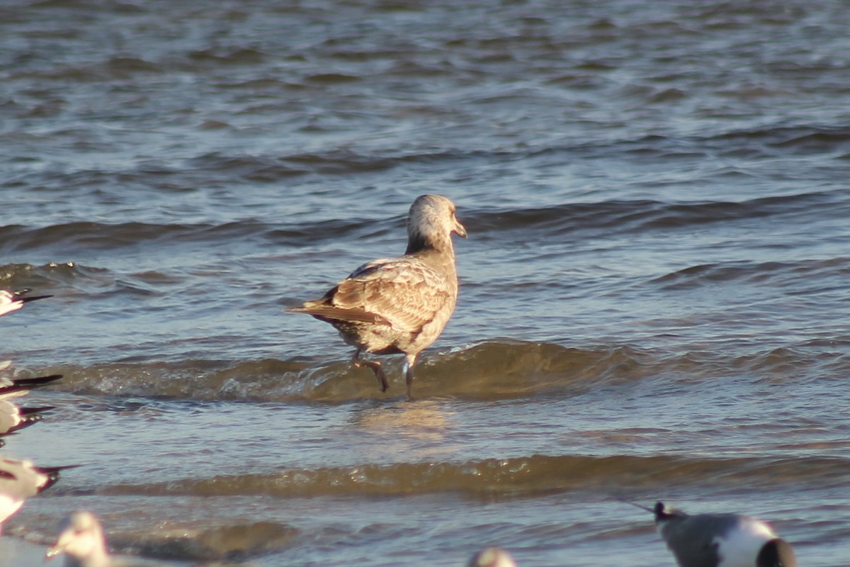 Herring Gull - ML531226271