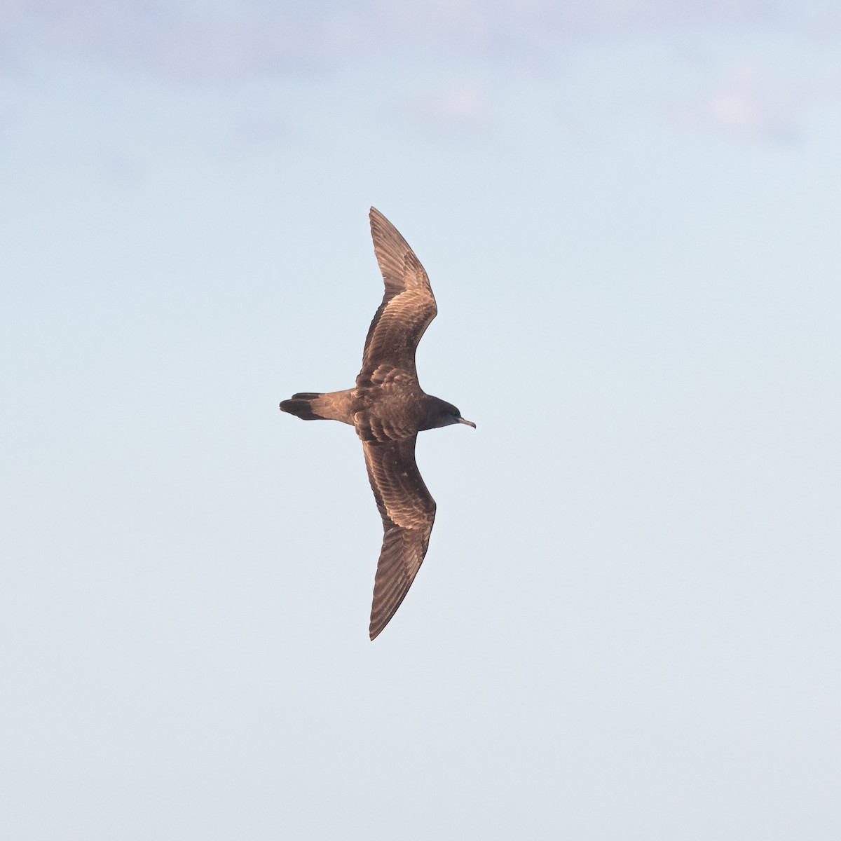 Wedge-tailed Shearwater - ML531226541