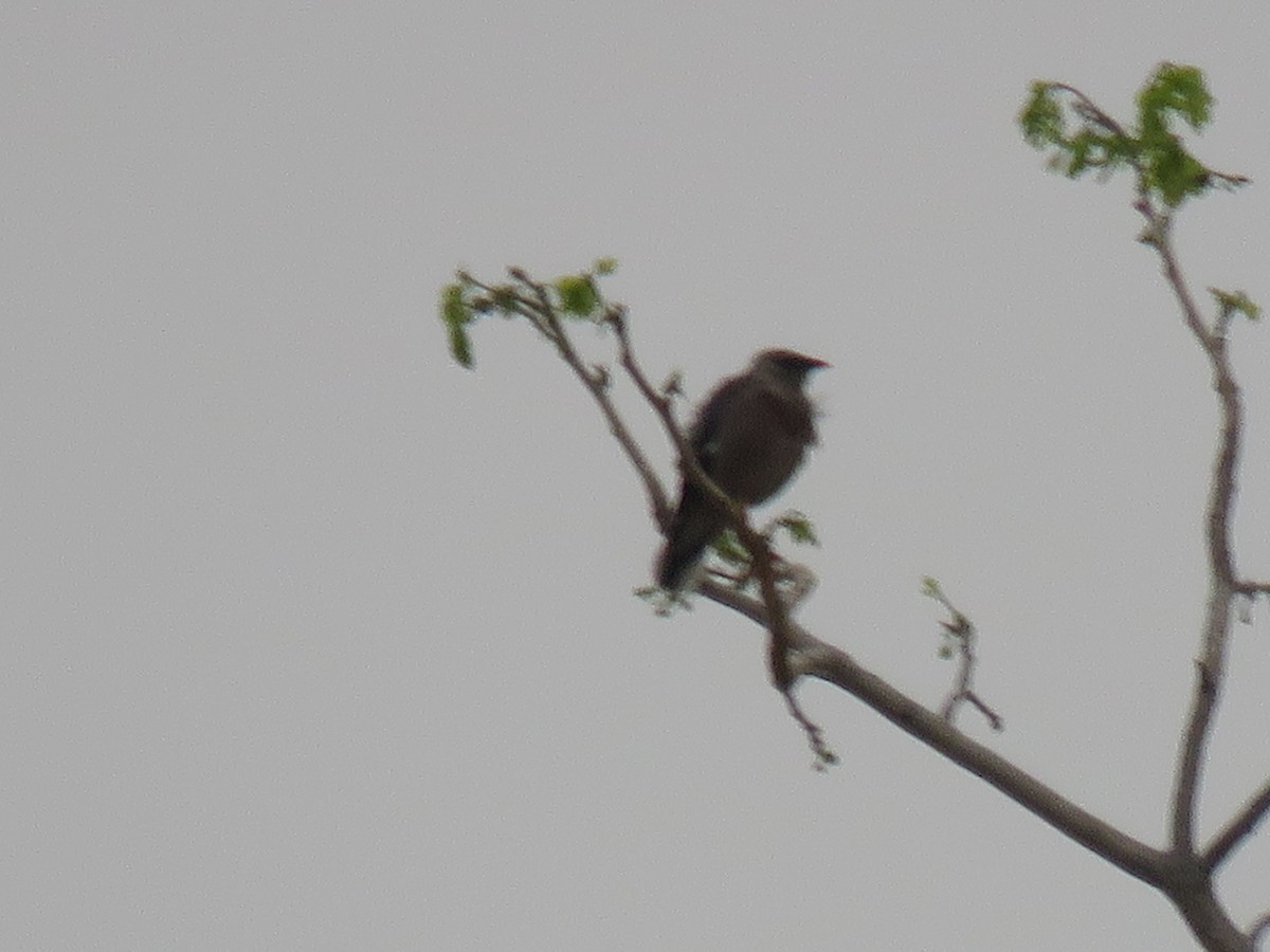 Burmese Myna - Thomas Brooks