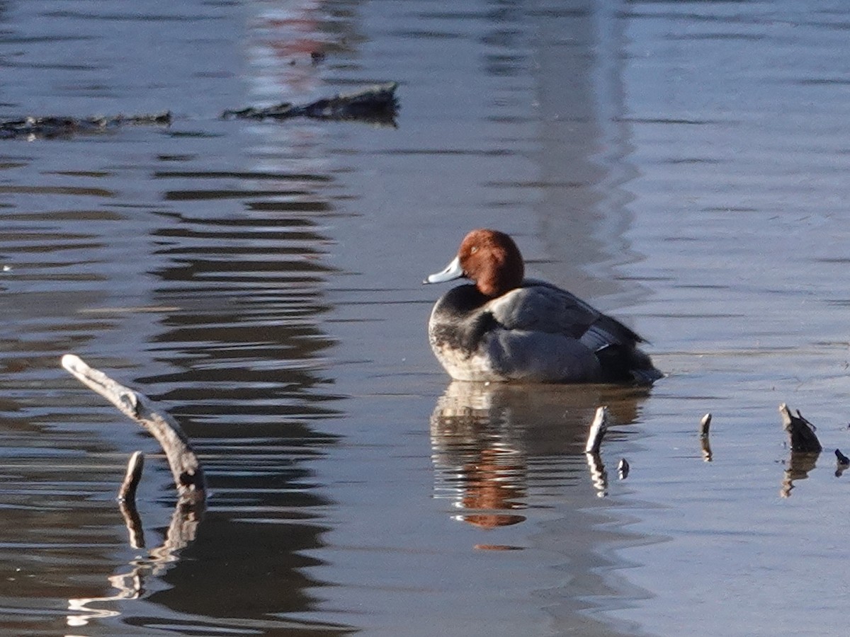 Redhead - ML531228121