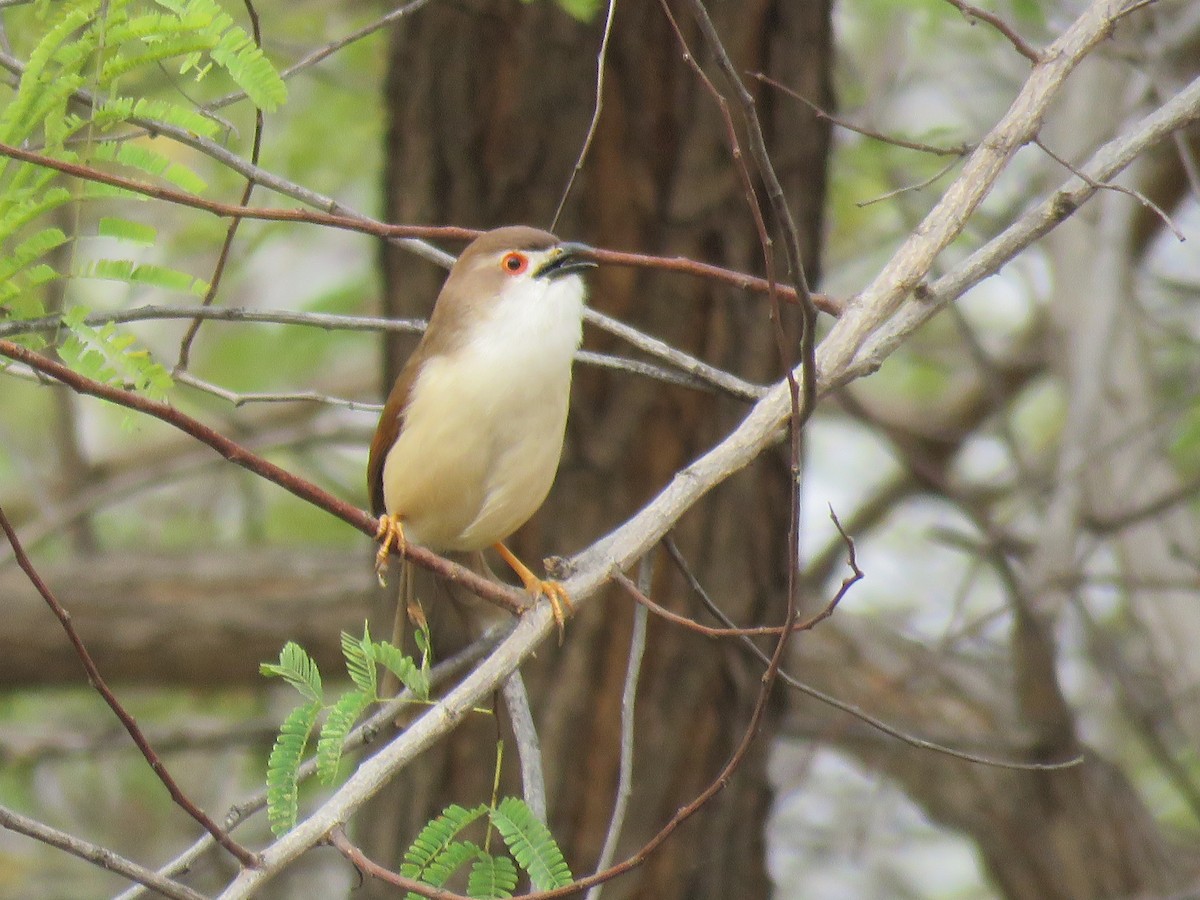 Yellow-eyed Babbler - Thomas Brooks