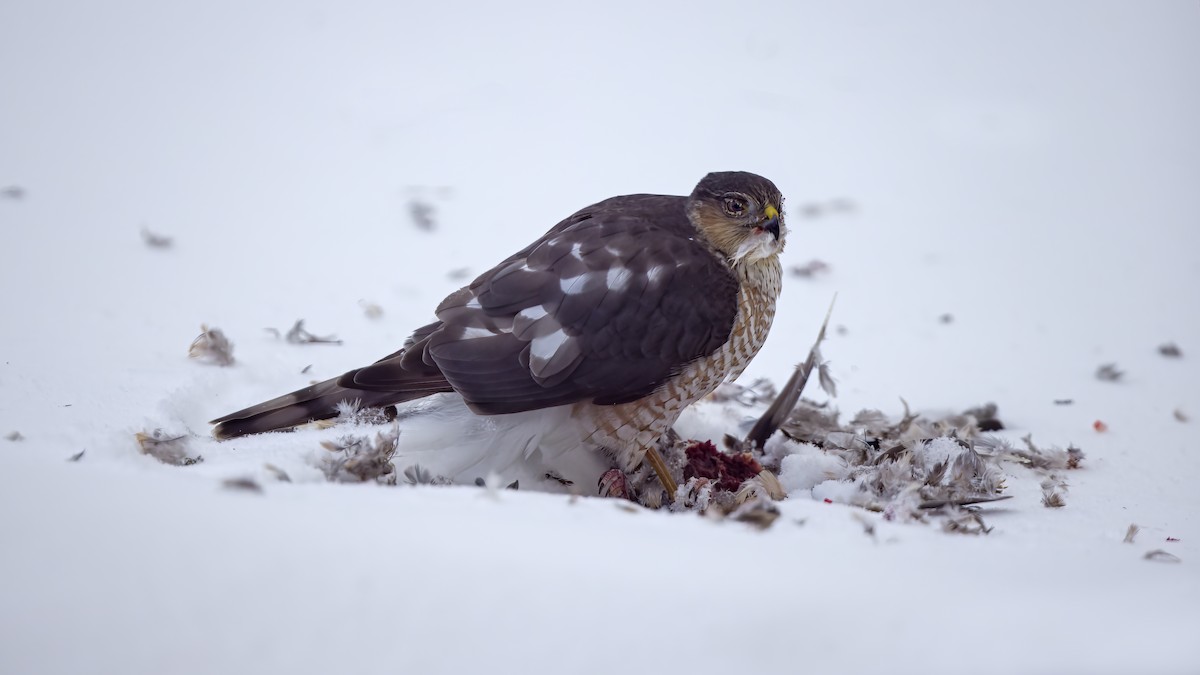 Sharp-shinned Hawk - ML531231041