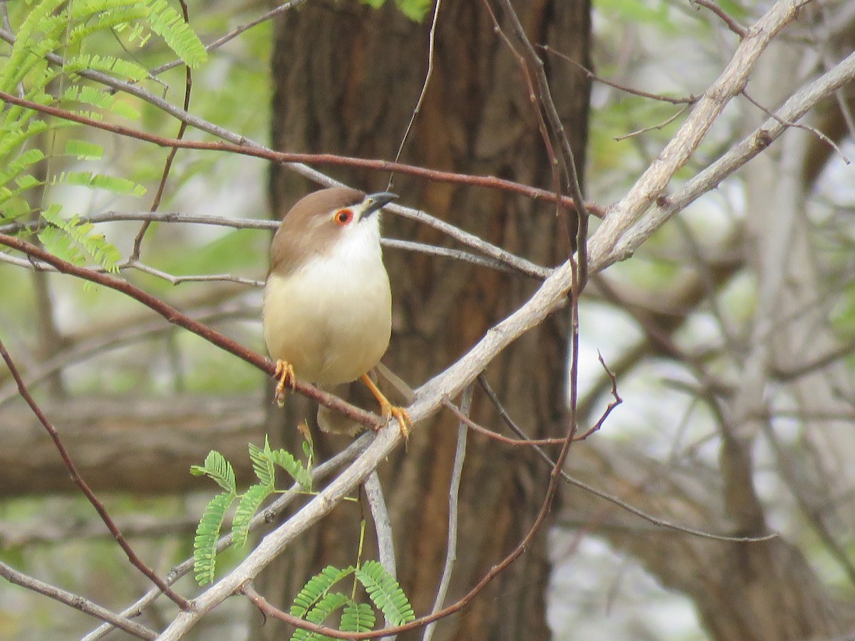 Yellow-eyed Babbler - Thomas Brooks