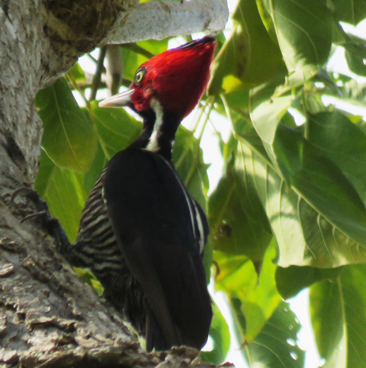 Pale-billed Woodpecker - ML531231281