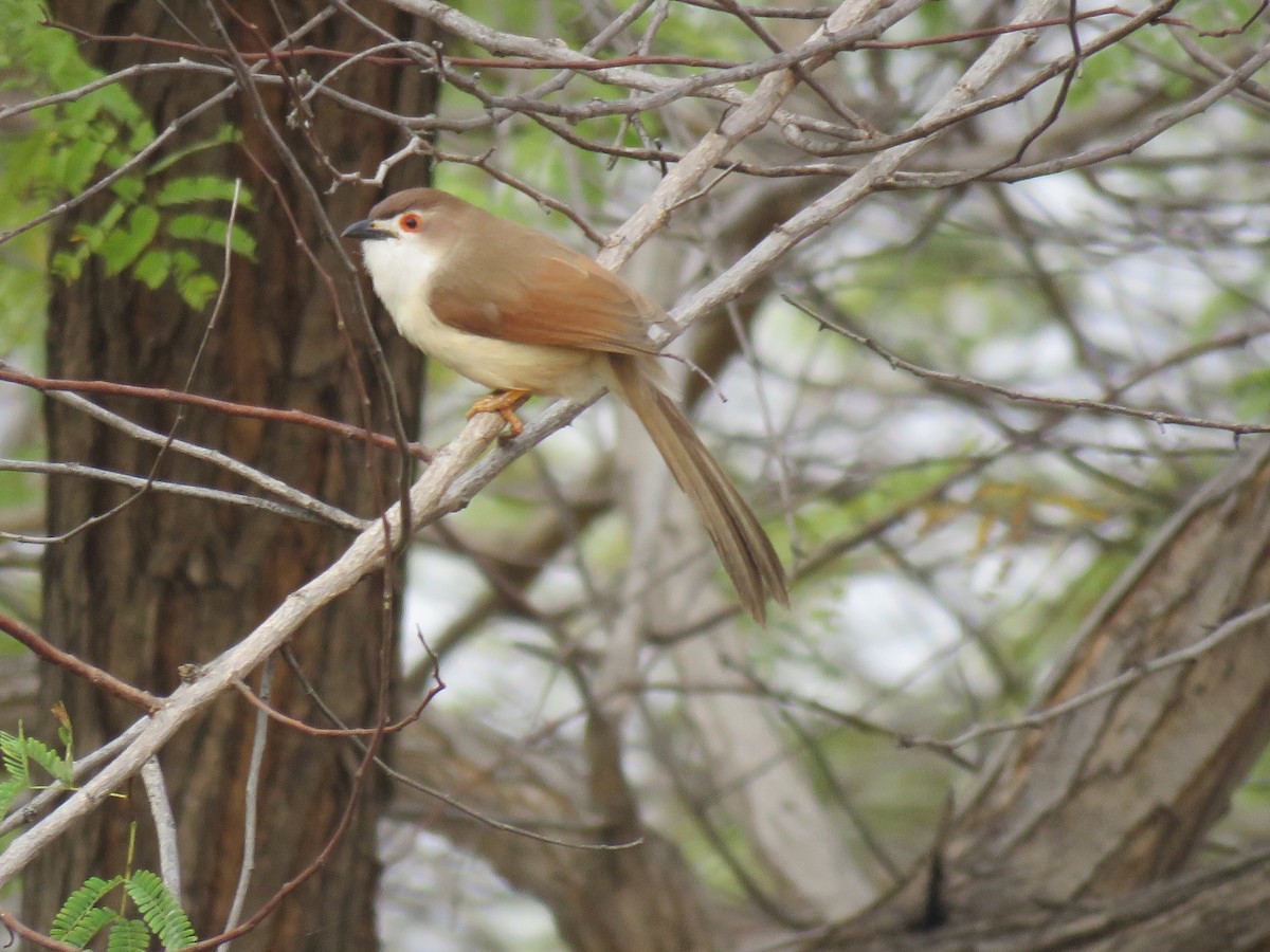 Yellow-eyed Babbler - Thomas Brooks