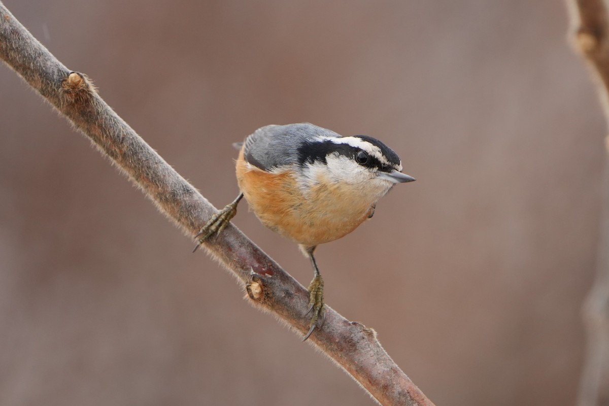 Red-breasted Nuthatch - ML531232351