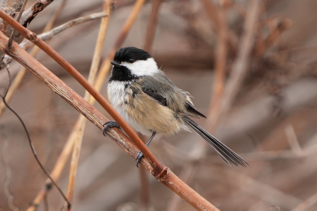 Black-capped Chickadee - ML531232671