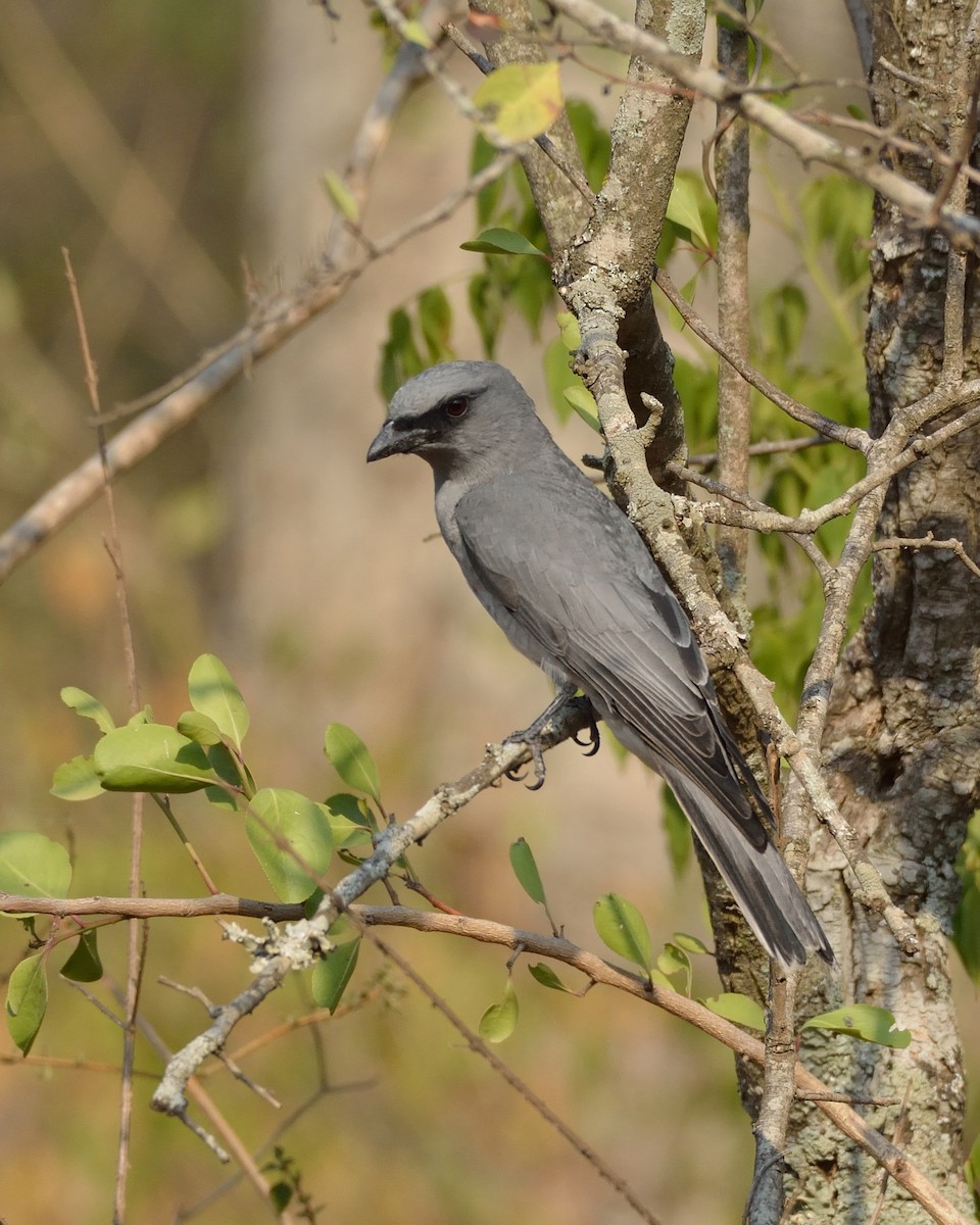 Large Cuckooshrike - ML53123271