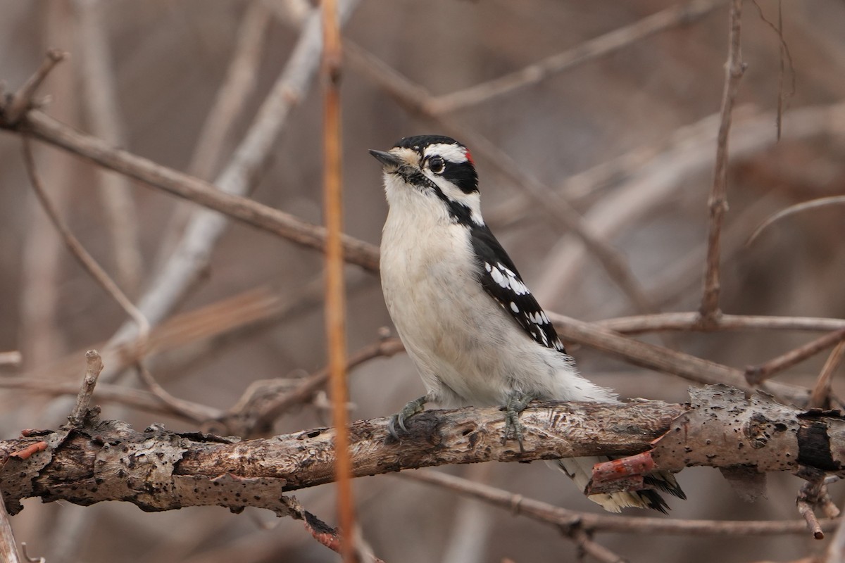 Downy Woodpecker (Eastern) - ML531233041