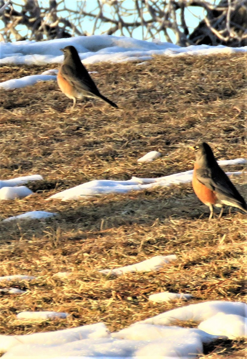 American Robin - ML531233091