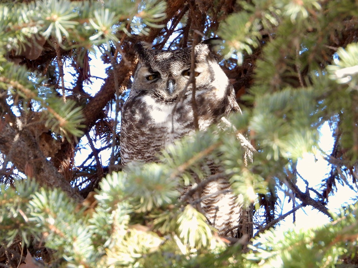 Great Horned Owl - ML531233421