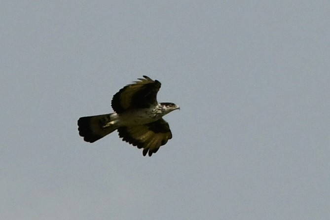African Hawk-Eagle - ML531234281