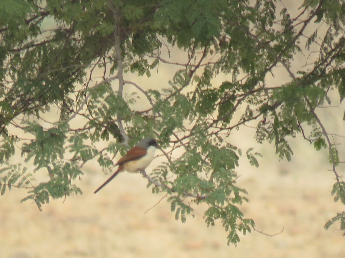 Burmese Shrike - Thomas Brooks