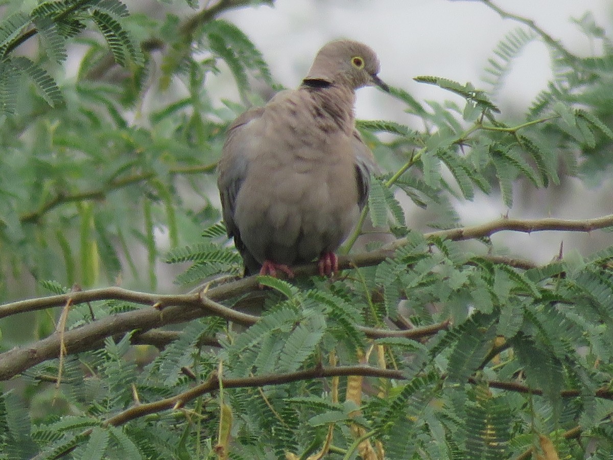 Burmese Collared-Dove - Thomas Brooks