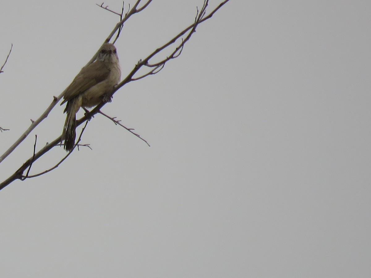 Bulbul de Blanford Occidental - ML53123631