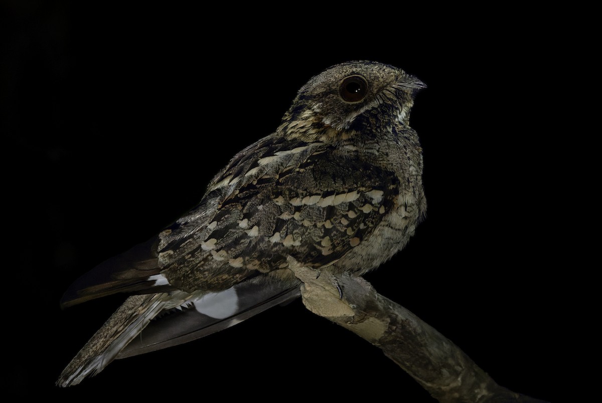 Little Nightjar - Lars Petersson | My World of Bird Photography