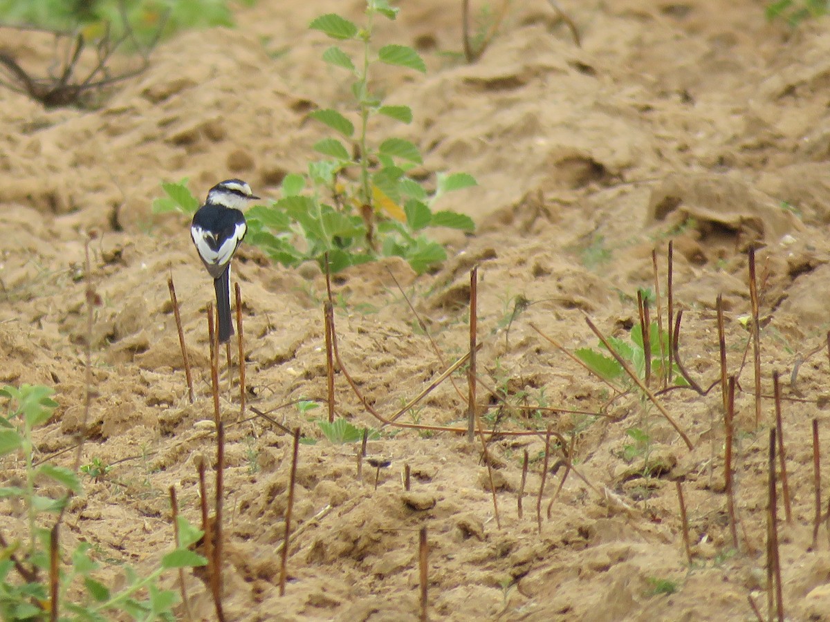 Minivet de Jerdon - ML53123711