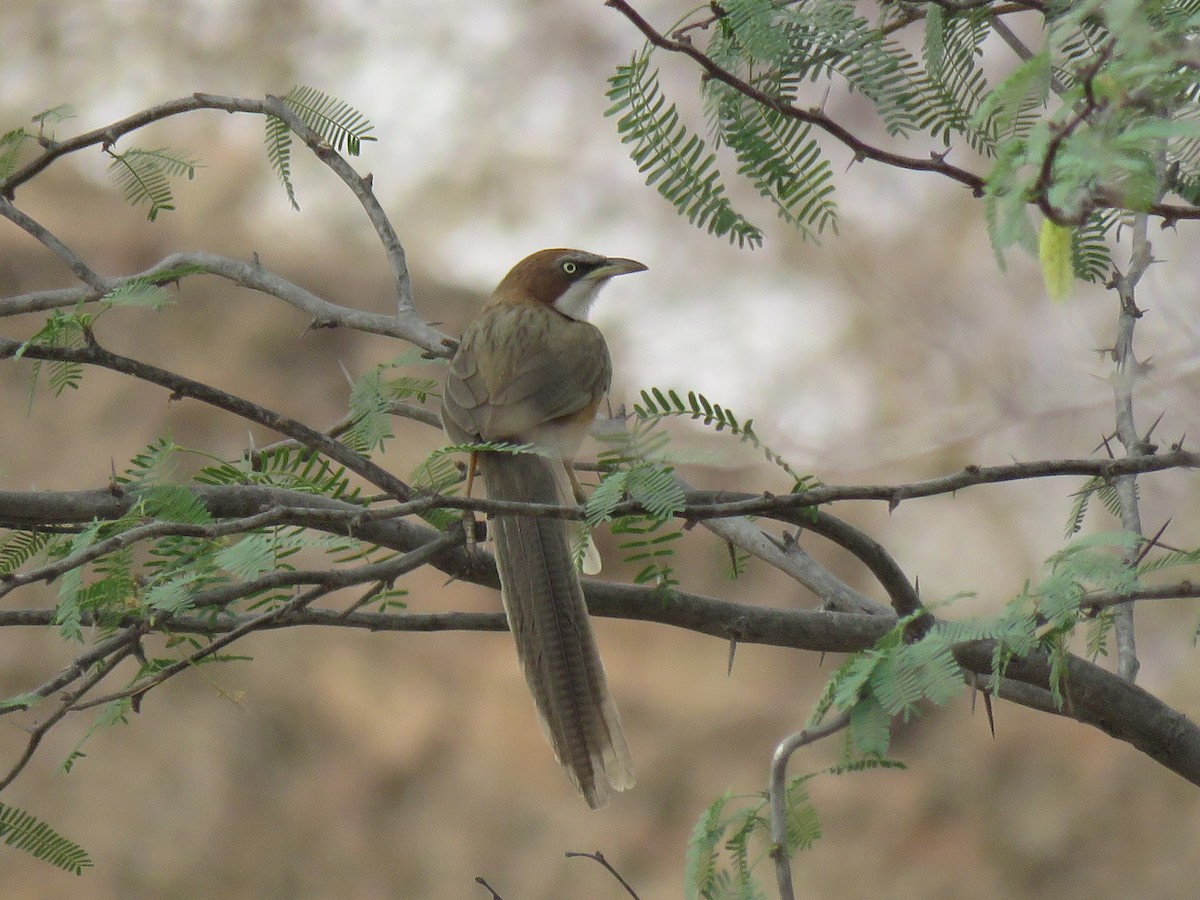 White-throated Babbler - Thomas Brooks