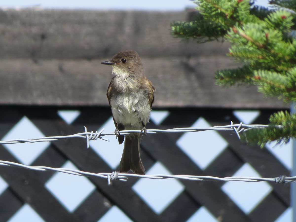 Eastern Phoebe - ML531237811