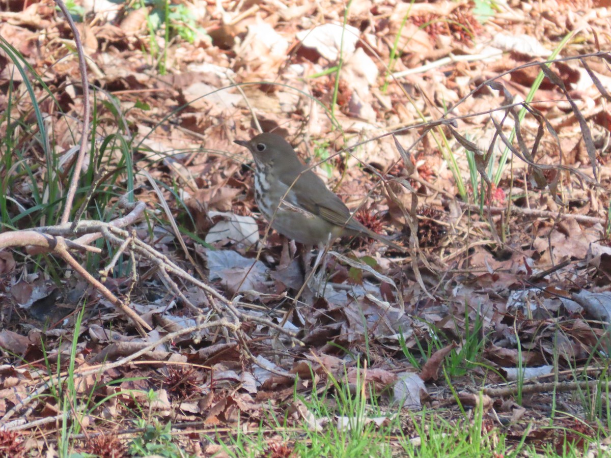 Hermit Thrush - ML531237921
