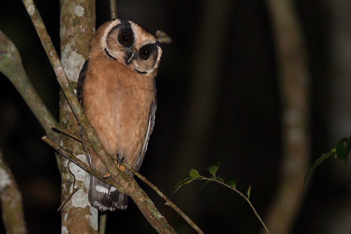 Buff-fronted Owl - ML531239831