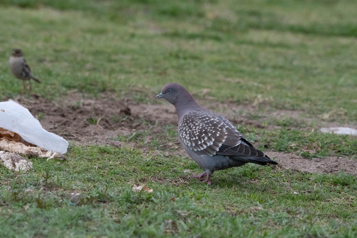 Spot-winged Pigeon (maculosa) - ML531240571