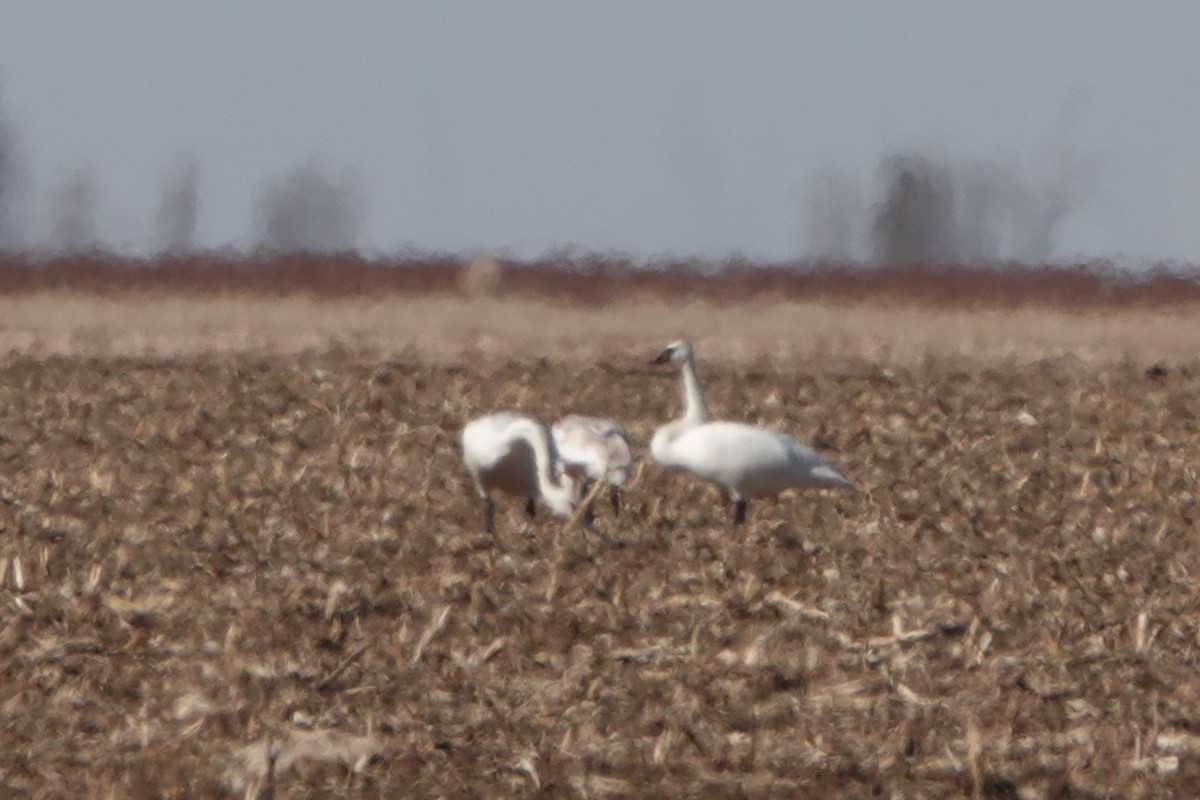 Cygne trompette - ML531241071