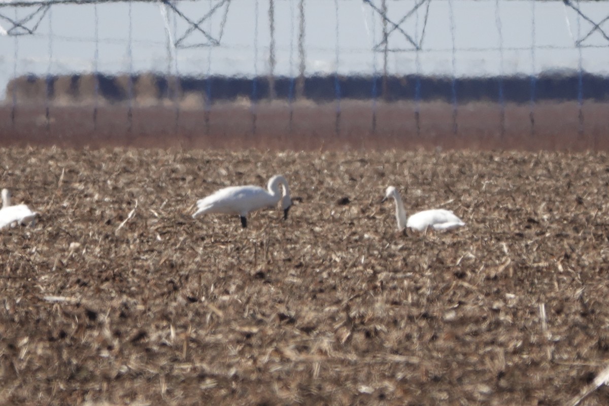 Trumpeter Swan - Marlin and Connie Andrus