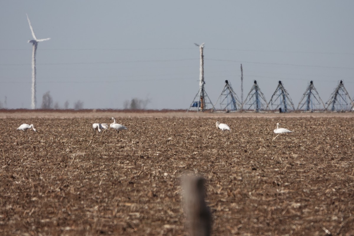 Trumpeter Swan - Marlin and Connie Andrus