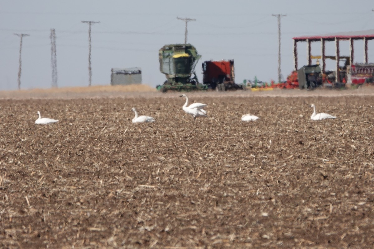 Trumpeter Swan - ML531241101