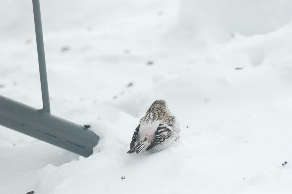 Hoary Redpoll - Joseph Rocheteau