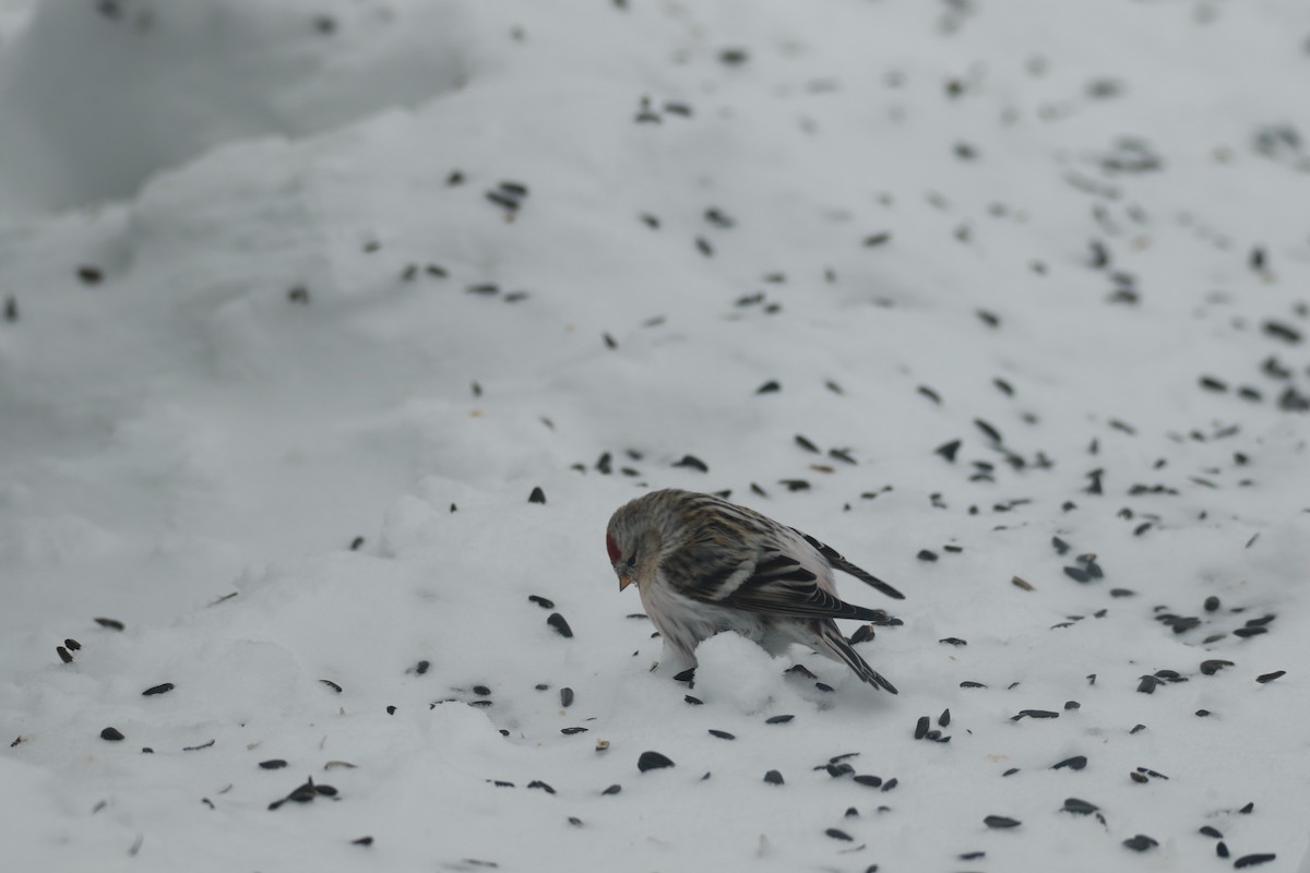 Hoary Redpoll - Joseph Rocheteau