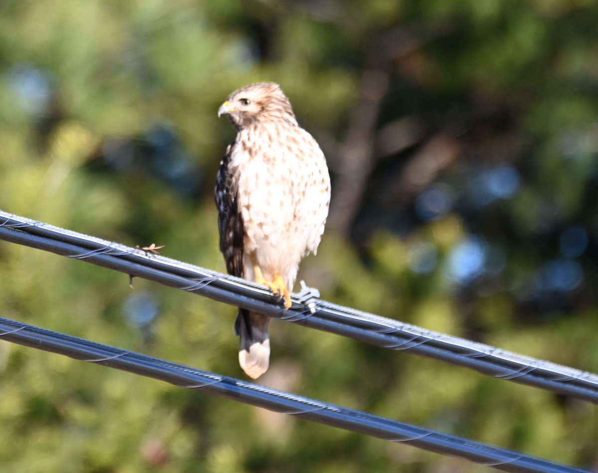 Red-shouldered Hawk - ML531242071