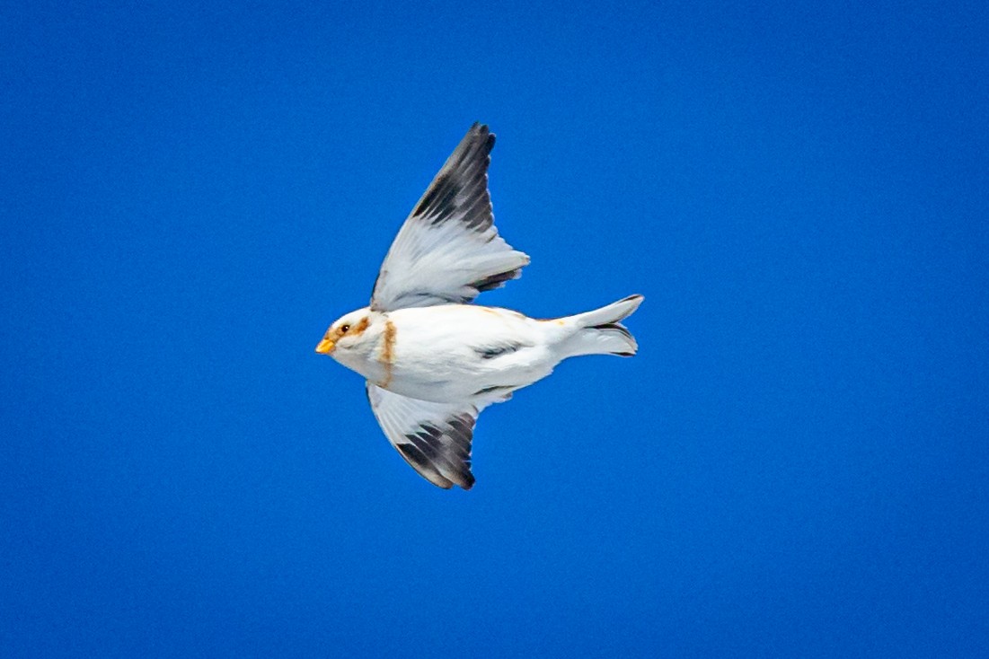 Snow Bunting - ML531242461