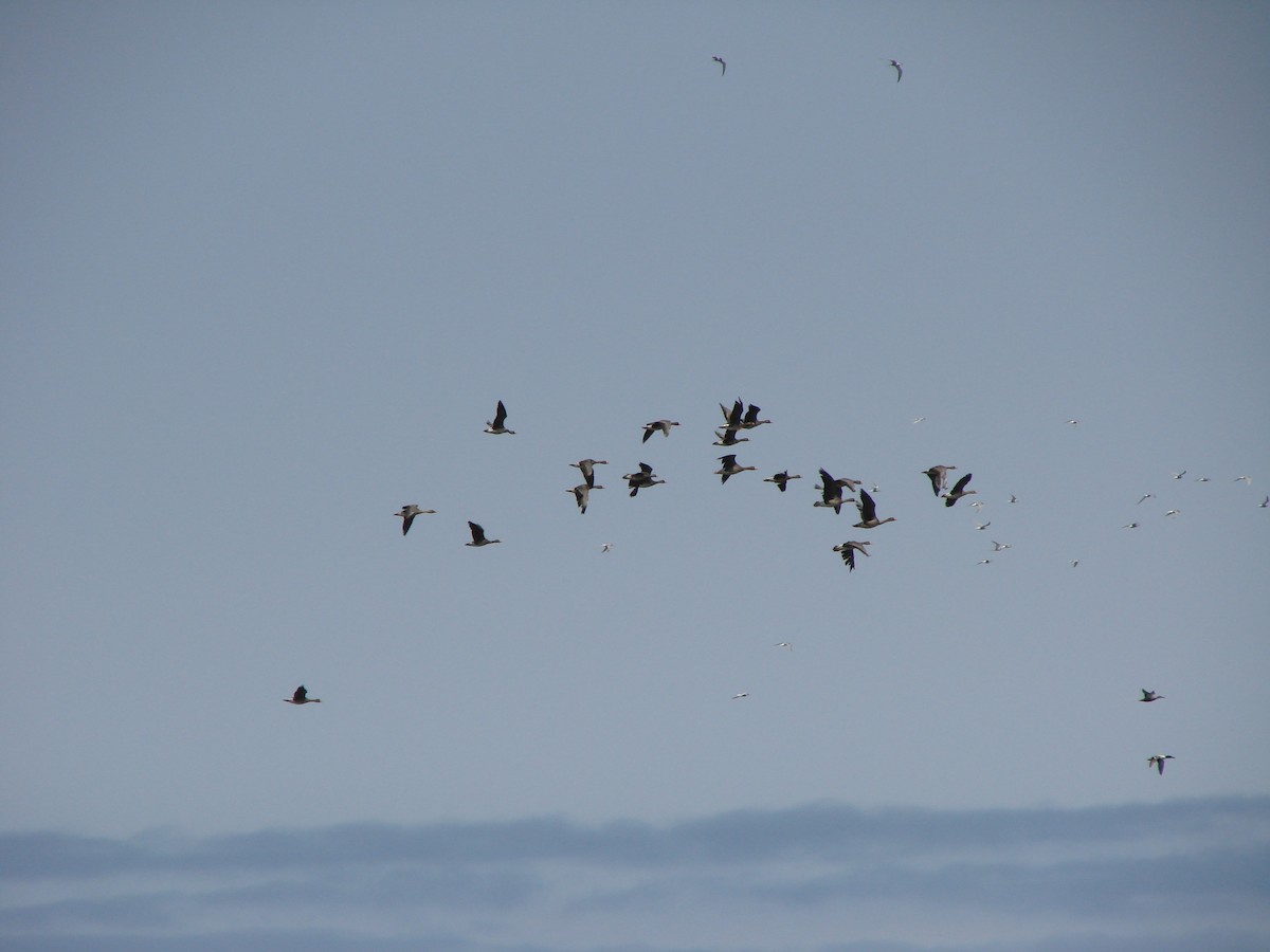 Greater White-fronted Goose - ML531242621