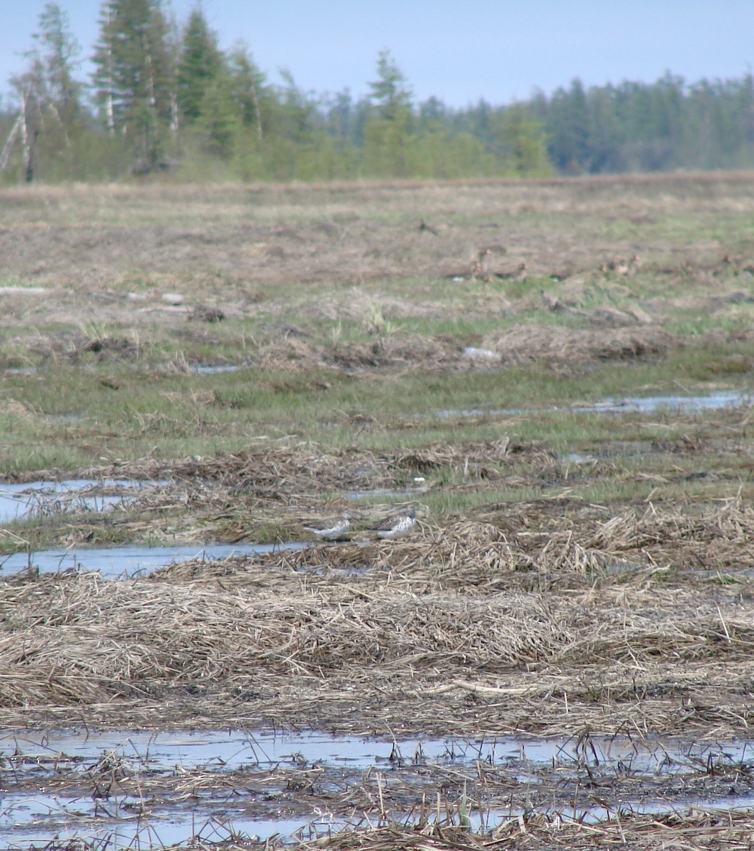 Nordmann's Greenshank - ML531242841