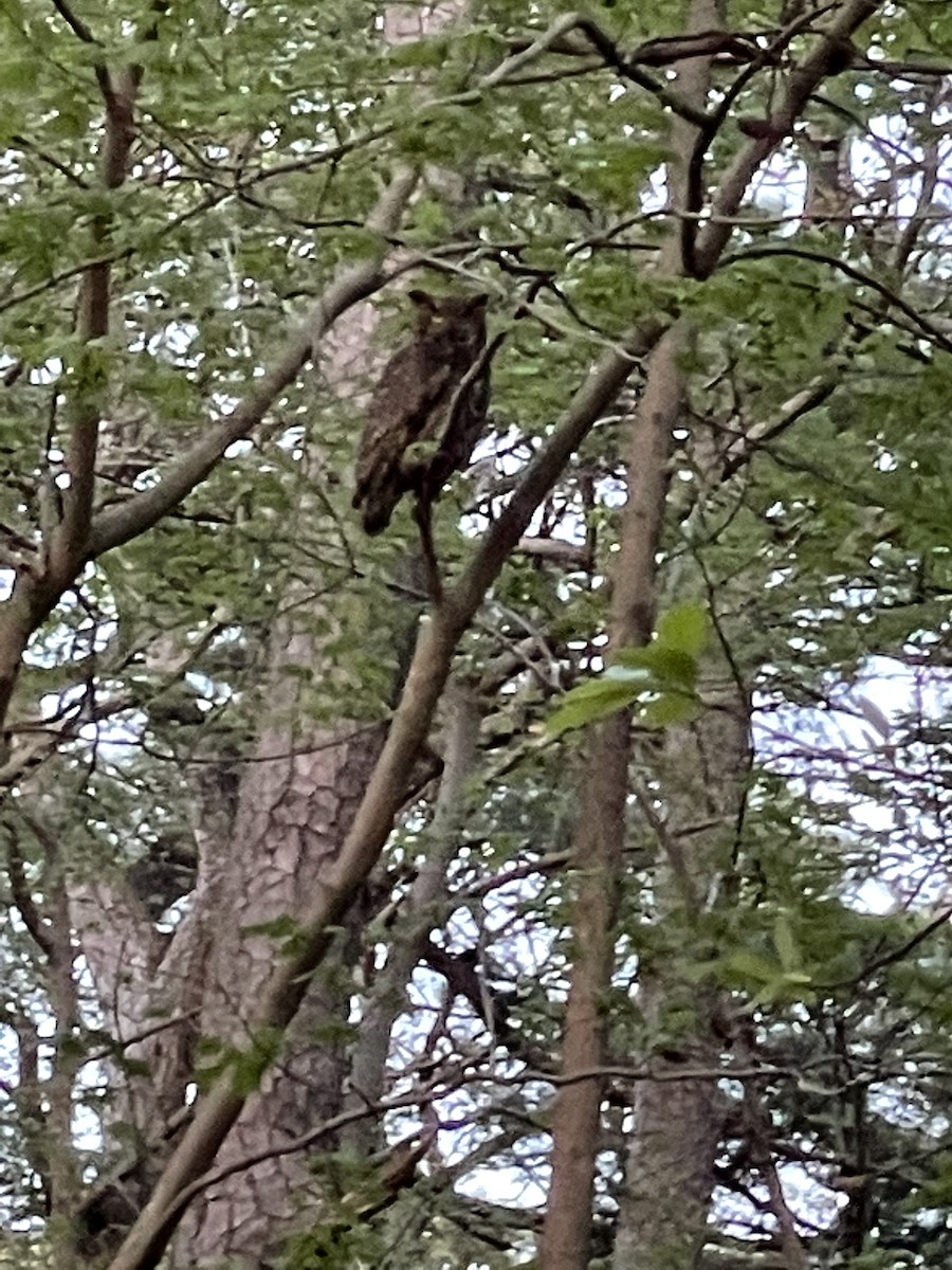 Great Horned Owl - ML531242861