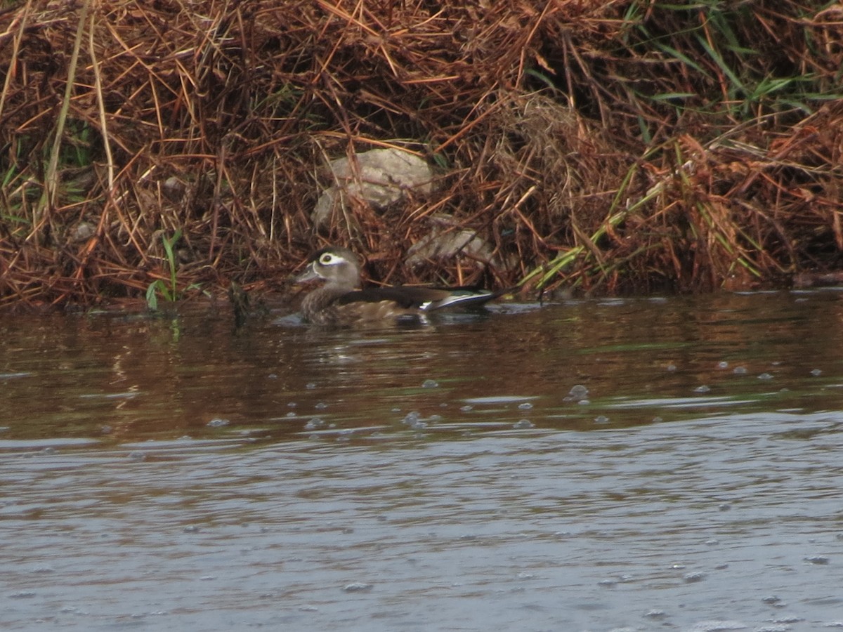 Wood Duck - ML531243491