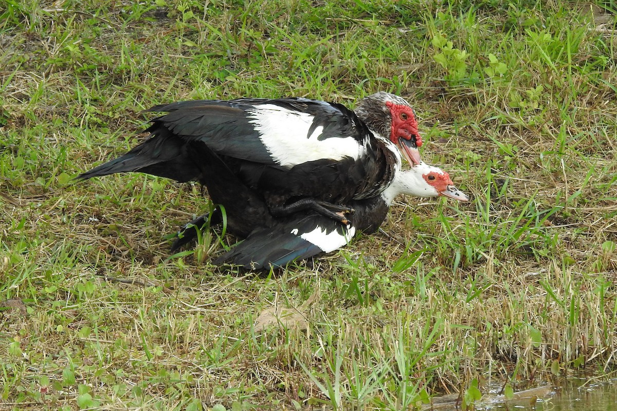 Muscovy Duck (Domestic type) - ML531247121