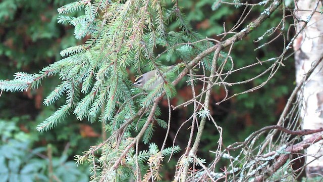 Golden-crowned Kinglet - ML531247461