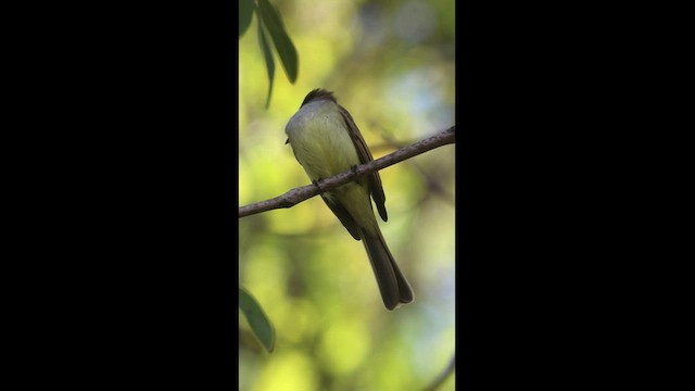 Dusky-capped Flycatcher - ML531247921