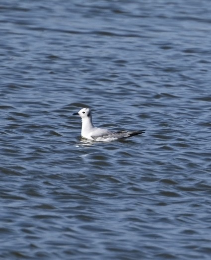 Bonaparte's Gull - ML531248191