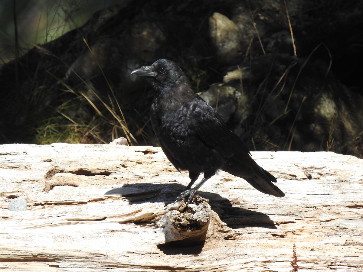 American Crow - ML531248981