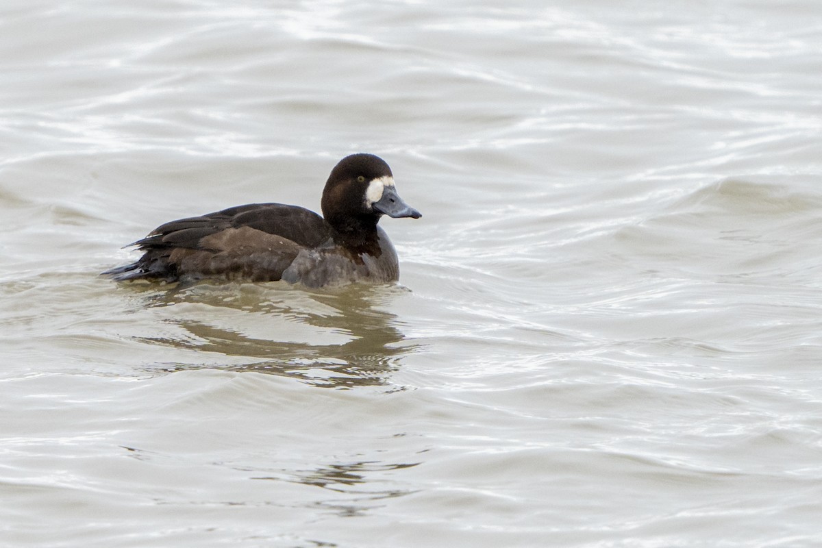Greater Scaup - ML531249671